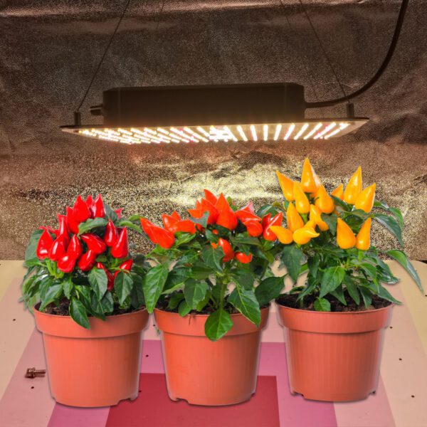lighmyleaf grow light under chili growing