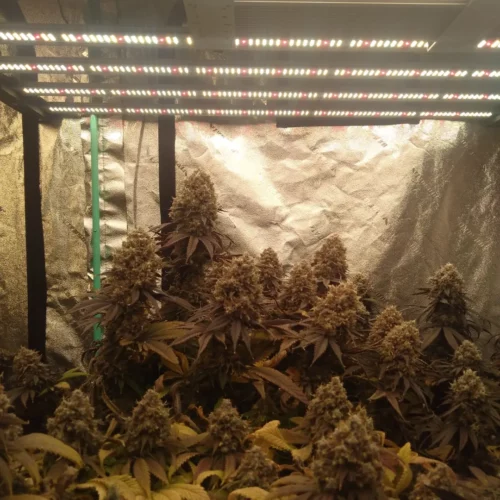 Lightmyleaf Full Spectrum 1000 Watt LED Grow Light Bar with LEDESTA 2835/3535 photo review