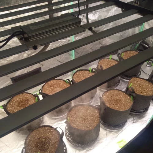 Lightmyleaf Full Spectrum 1000 Watt LED Grow Light Bar with LEDESTA 2835/3535 photo review