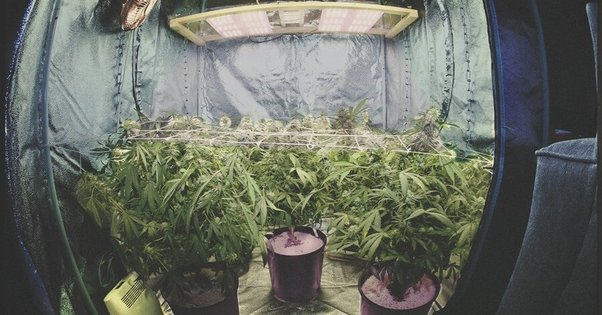 Is it benifit to invest in grow tents