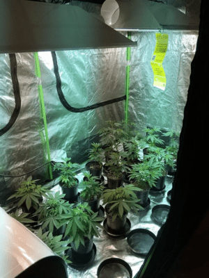 Is it benifit to invest in grow tents