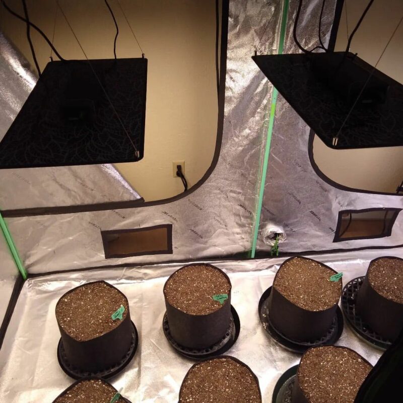 What Wattage Is Required To Grow Plants Indoors? An Ultimate Guide