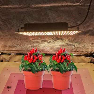 Lightmyleaf quantum board grow light article