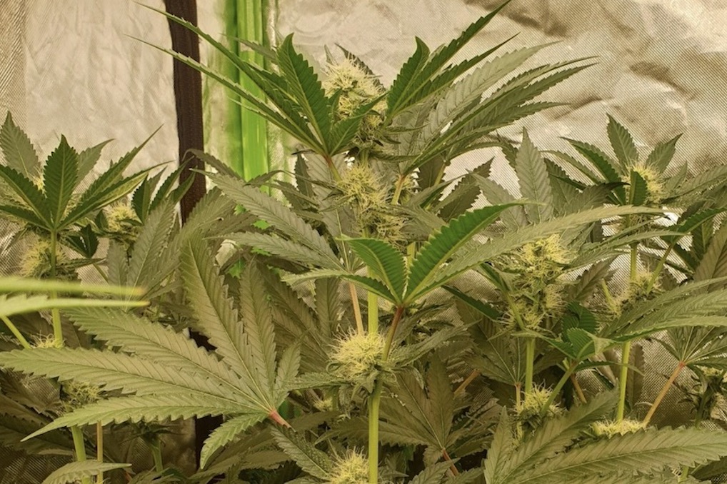 cannabis growing 01