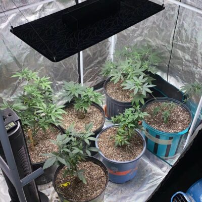 lightmyleaf 240W grow light blog