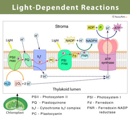 lightmyleaf grow light blog