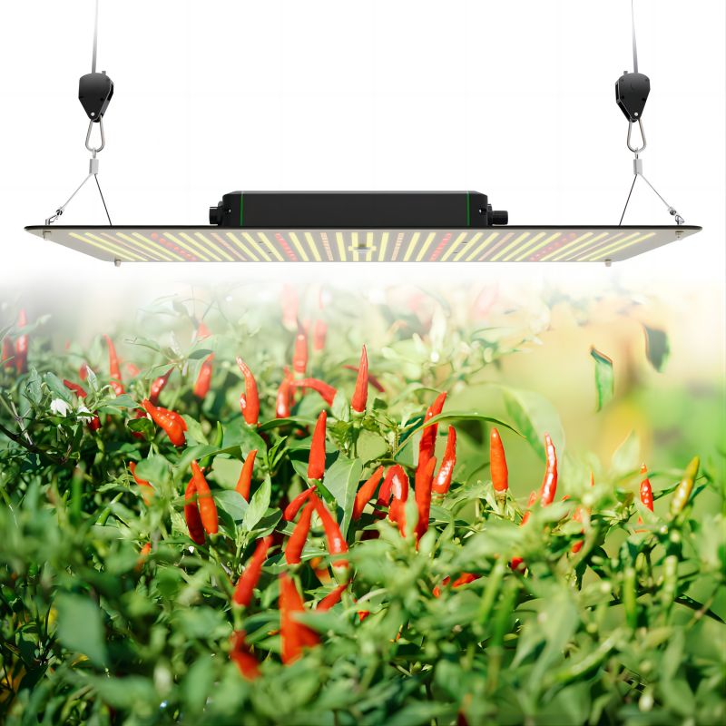 Quantum Board Grow Light 240W for chili peppers Quantum Board Grow Light 240W for chili peppers